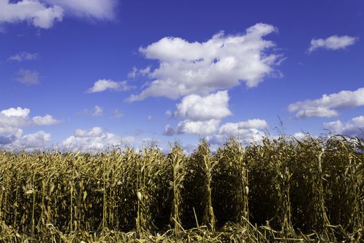 Corn field during harvest