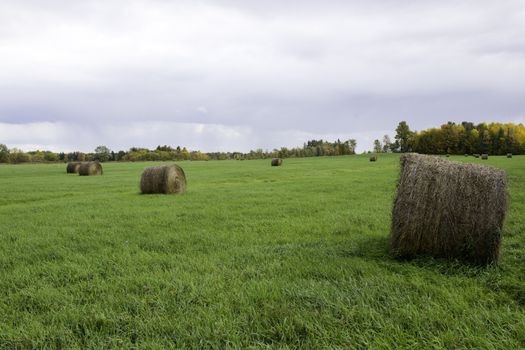 Farm field with bails of hay