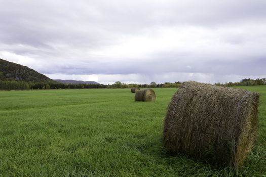 Farm field with bails of hay