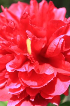 beautiful red flower of peony in the garden