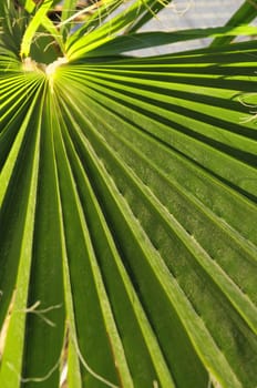 Lines and Textures of a Green Palm Leaf