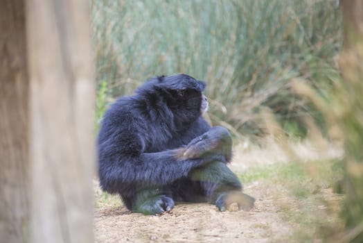 Chimpanzees are members of the Hominidae family, along with gorillas, humans, and orangutans. Photo is shot 27/07/2013.