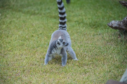 Ring-tailed lemur (Lemur catta), also called "cat", is half ape / primatart of lemur family and is widespread south and southwest in Madagascar. Photo is shot 27/07/2013.