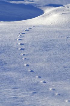 Traces of animals on the blue snow