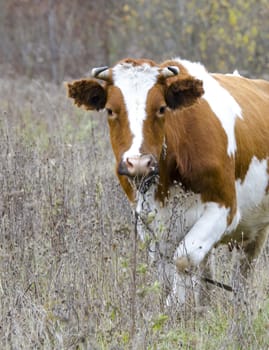 Red cow with interest goes to meet