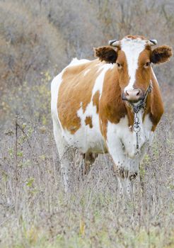 white-red cow looks at the camera