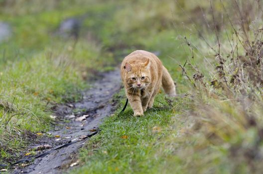 Red cat walks in the line with the autumn grass on a leash right at you