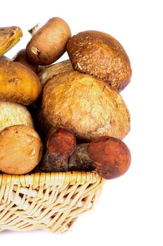 Wicker Basket with Fresh Ripe Portabello Mushrooms, Orange-Cap Boletus  and Peppery Bolete closeup on white background