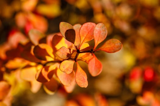 Fading autumn leaves close-up shot