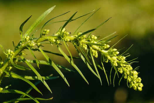 Spike green grass macro shot autumn day