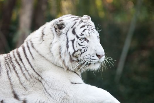 Portrait of white tiger