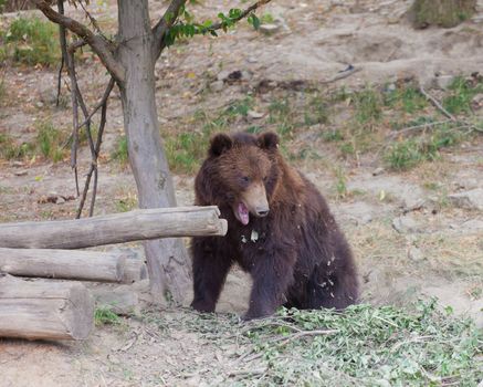 Big Kamchatka brown bear among stones in the wood