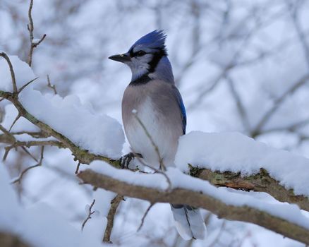 Blue Jay perched on a tree branch.