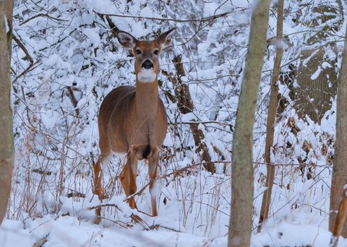 Whitetail deer doe standing at the woods edge in winter snow.