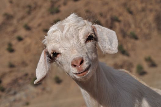 Young white goat looking in to the camera