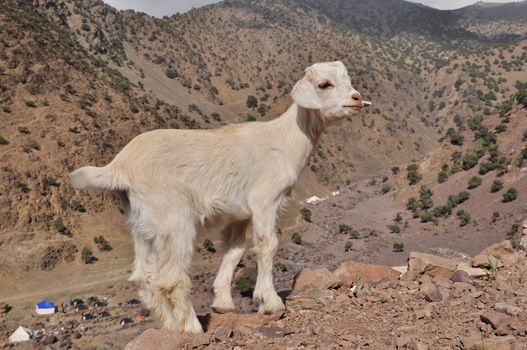 Young white goat looking in to the camera