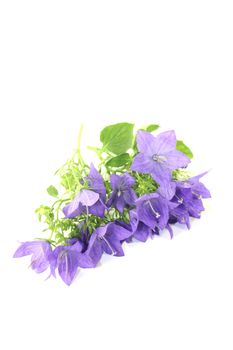 blue bellflowers with leafs and blossoms on a light background