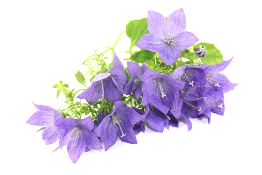 blue bellflowers with blossoms on a light background