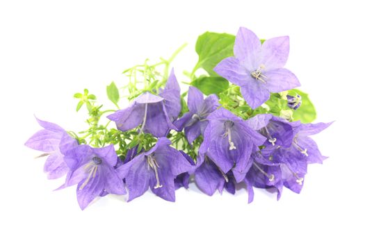 blue bellflowers with leafs on a light background