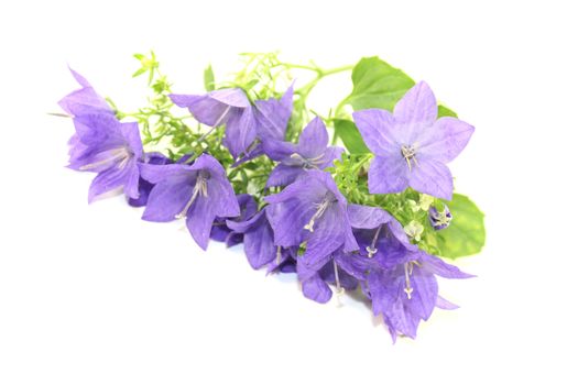 blue bellflowers with petals on a light background