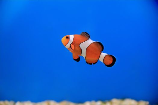 Image of clown fish in aquarium water