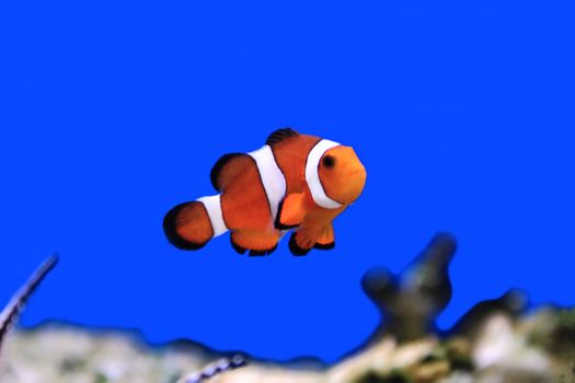 Image of clown fish in aquarium water