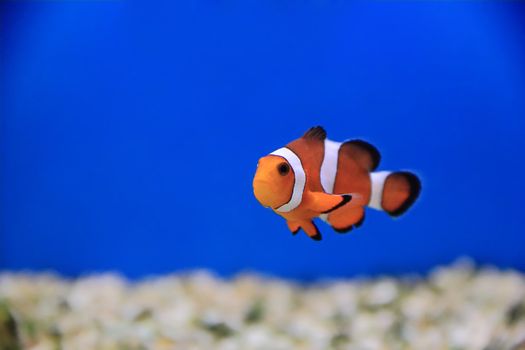 Image of clown fish in aquarium water