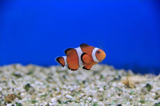 Image of clown fish in aquarium water