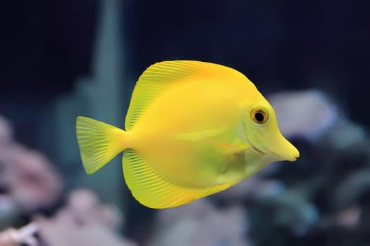 Image of zebrasoma yellow tang fish in aquarium