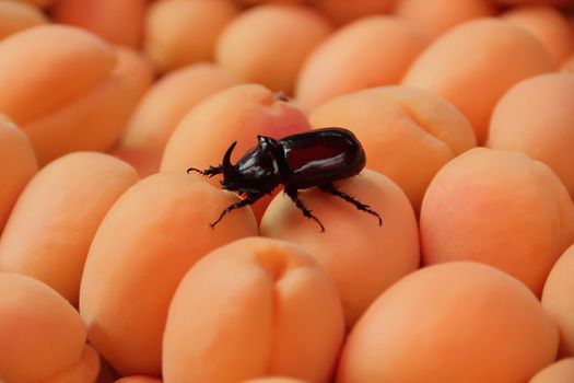 Image of background yellow ripe apricots with bug