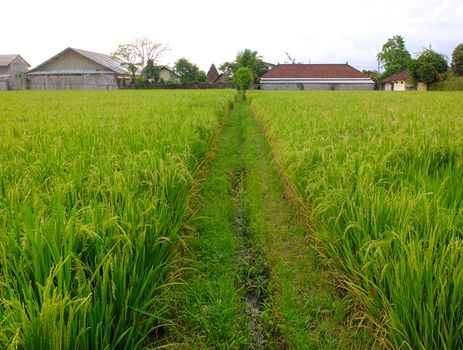 Rice field and path, Bali, Indonesia.
