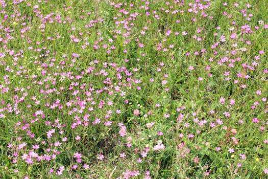 flowers of wild pink carnation in the field