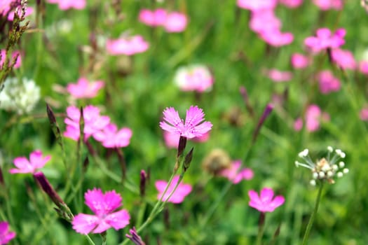 flowers of wild pink carnation in the field