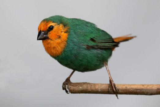 Beautiful parrot-finch pearched on a branch