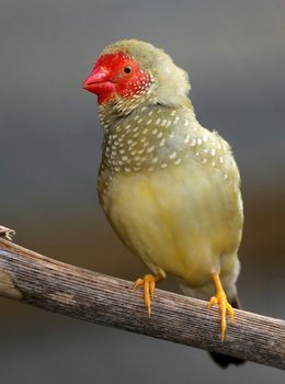 Beautiful male Star Fich from Australia with olve feathers and red head