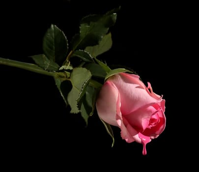 Concept of beautiful pink rose melting