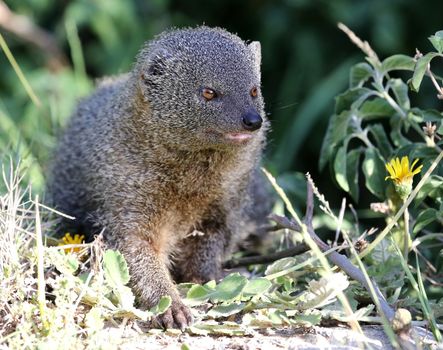 Cute Grey Mongoose hunting in the African undergrowth
