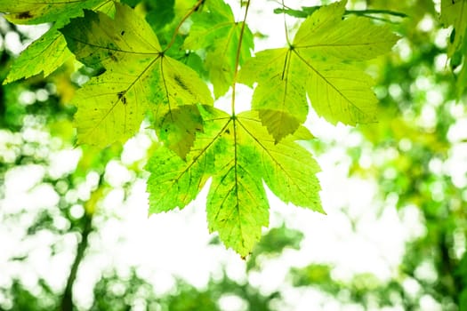 Colorful leafs on a tree at springtime