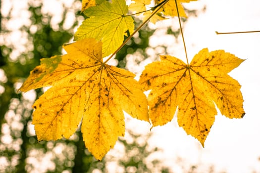 Orange leafs on a tree at autumn time