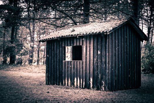 Spooky cabin in a dark and mysterious forest