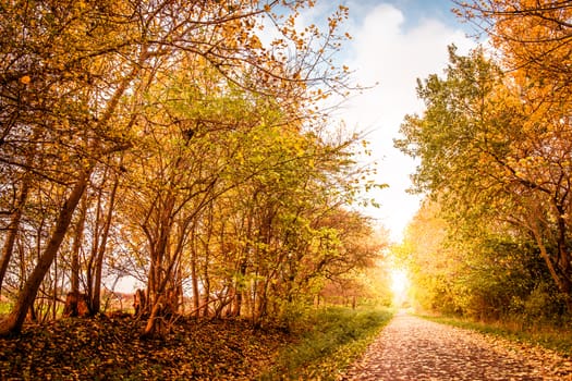 Beautiful autumn landscape in warm colors