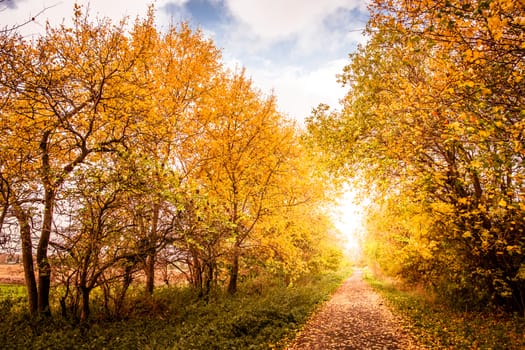 Beautiful autumn landscape in warm colors