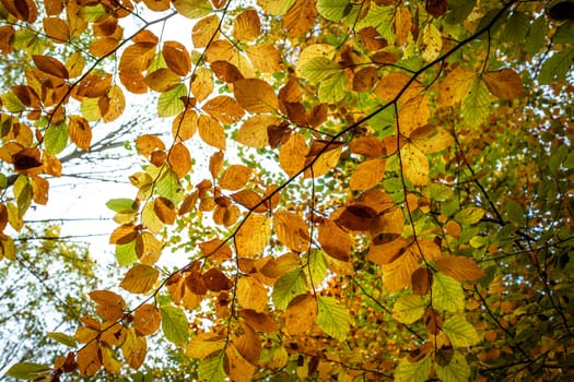 Autumn leafs on a tree at autumn time