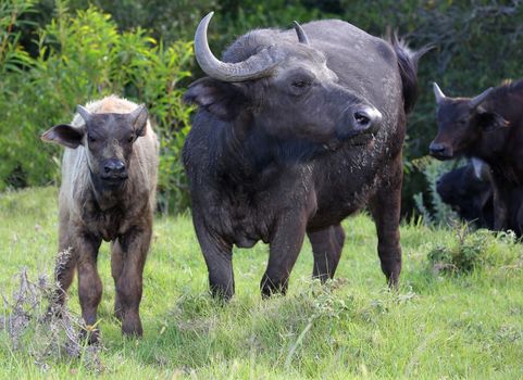 Buffalo cow protecting it's young calf at it's side