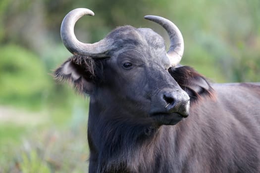 Young buffalo bull will alert look and large ears