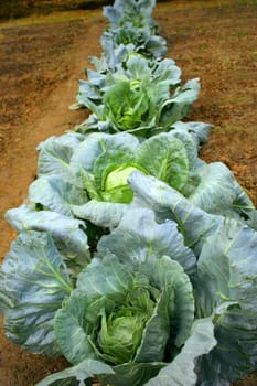 cabbages at field