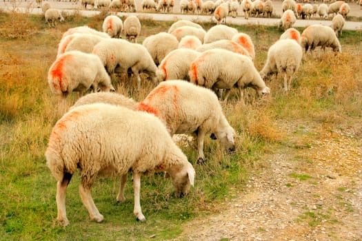 sheep grazing