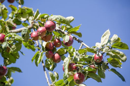 Apple tree with ripe red apples on a branch