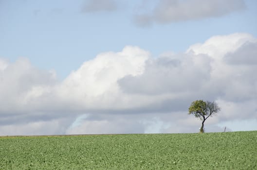 Tree on a field with road signs in Germany