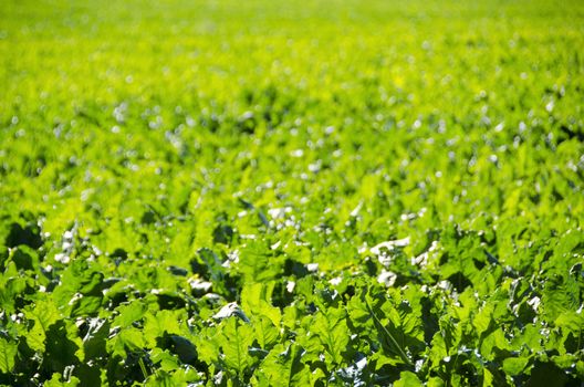 A field of sugar beet plants, beta vulgaris on a sunny day